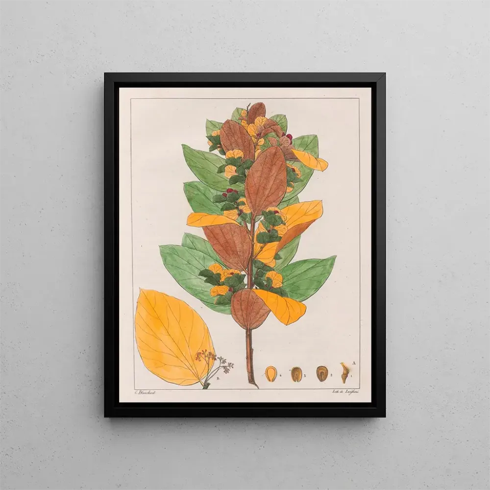 Maalaus Cissampelos ovalifolia - Auguste de Saint-Hilaire | Taidetuloste