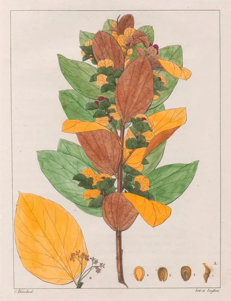 Maalaus Cissampelos ovalifolia - Auguste de Saint-Hilaire | Taidetuloste