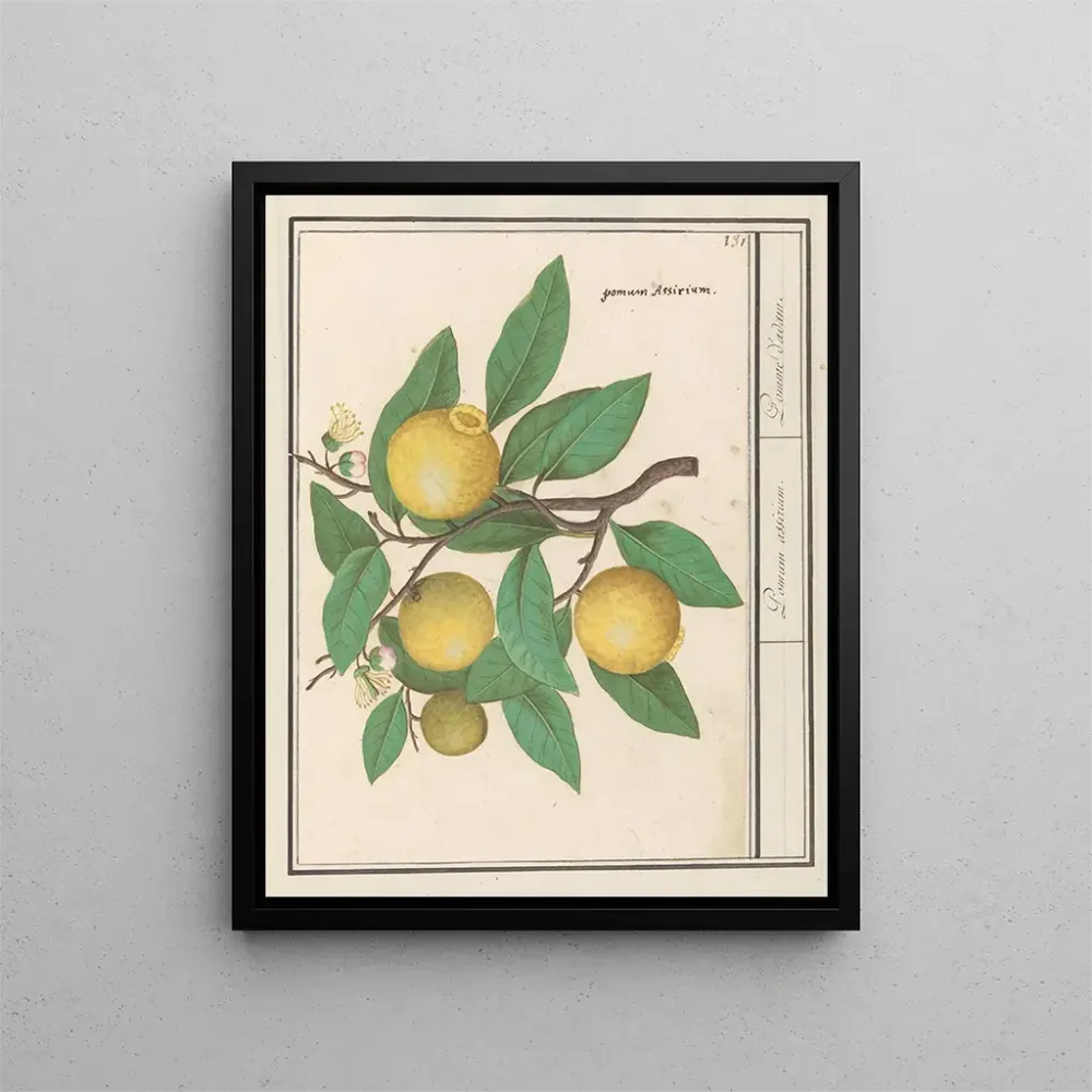 Maalaus Citroën Citrus limon - Anselmus Botius de Boodt | Taidetuloste