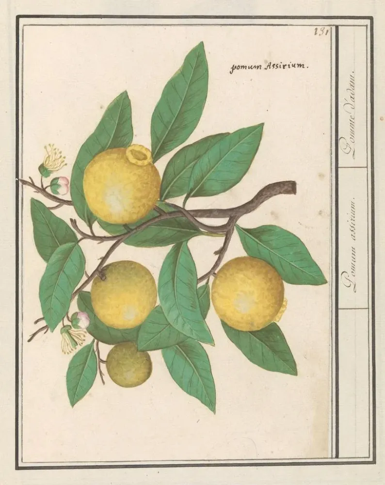 Maalaus Citroën Citrus limon - Anselmus Botius de Boodt | Taidetuloste