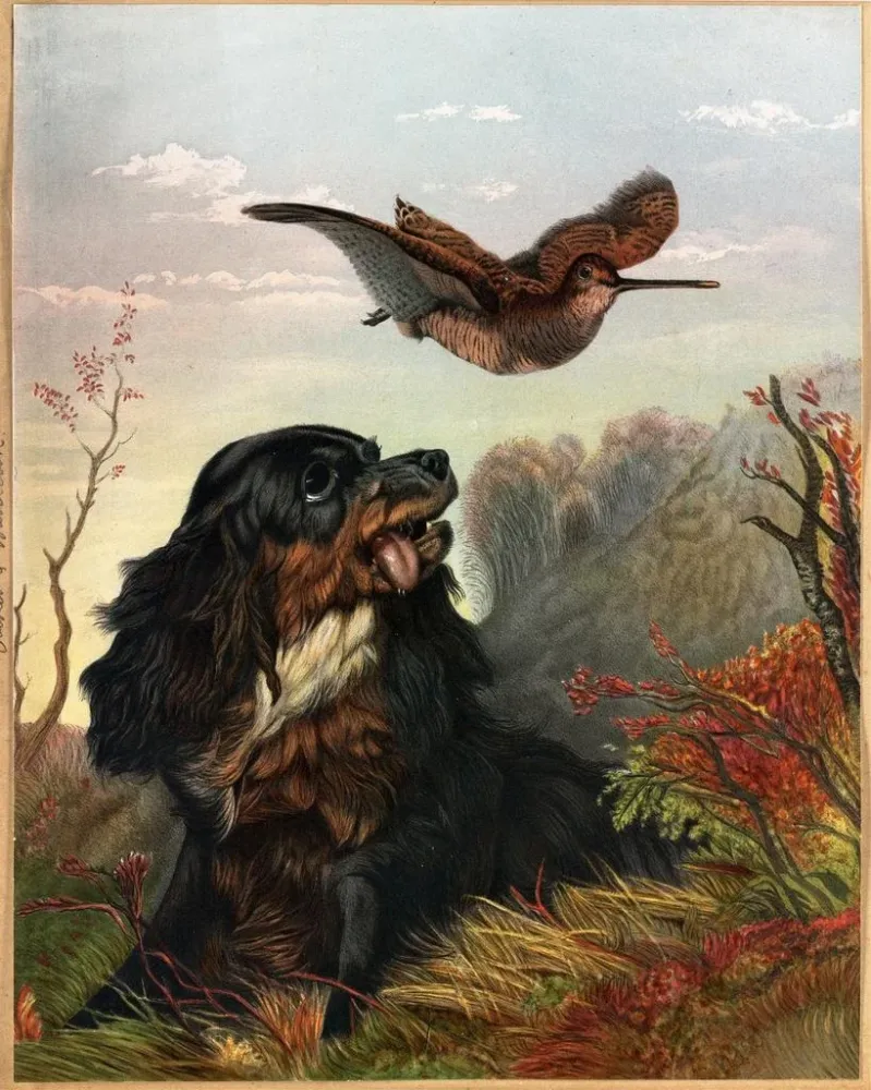 Maalaus Cocker ja Bécasse - Arthur Fitzwilliam Tait | Taidetuloste