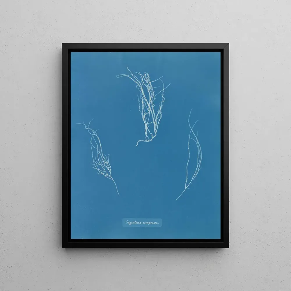 Maalaus Comprimé Gigartina - Anna Atkins