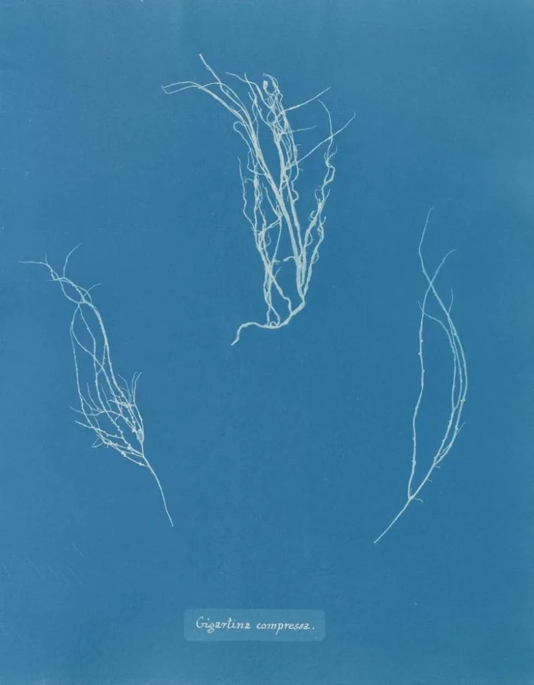Maalaus Comprimé Gigartina - Anna Atkins