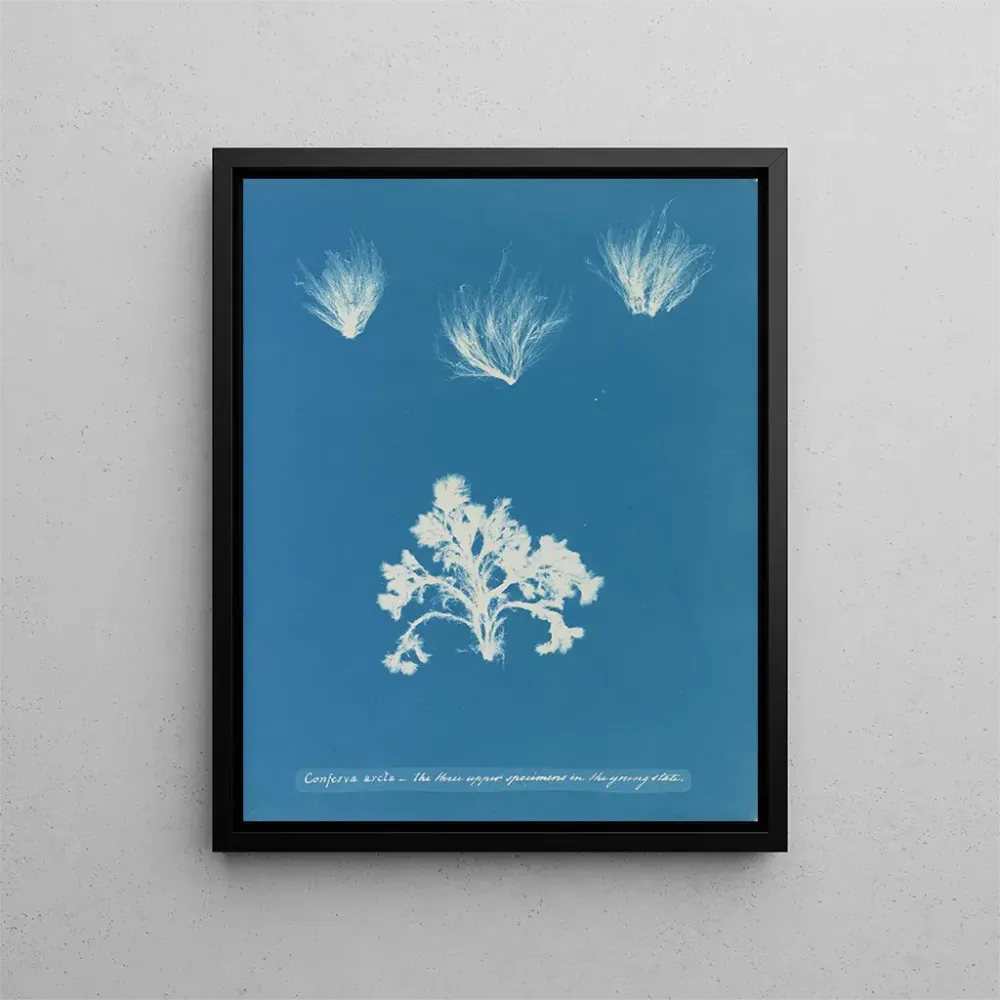 Maalaus Conferva arcta les trois spécimens supérieurs à l'état jeune - Anna Atkins | Taidetuloste