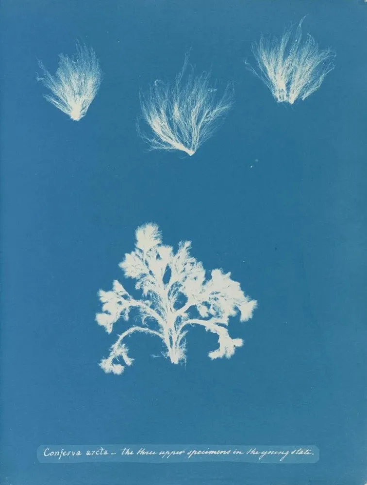 Maalaus Conferva arcta les trois spécimens supérieurs à l'état jeune - Anna Atkins | Taidetuloste