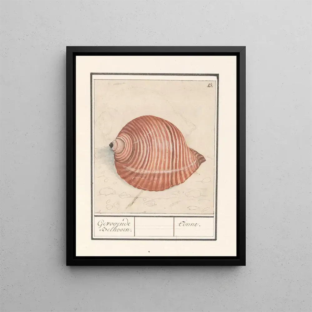 Maalaus Coquille d'un escargot de mer Gevoornde Belhoorn Tonne - Anselmus Botius de Boodt | Taidetuloste