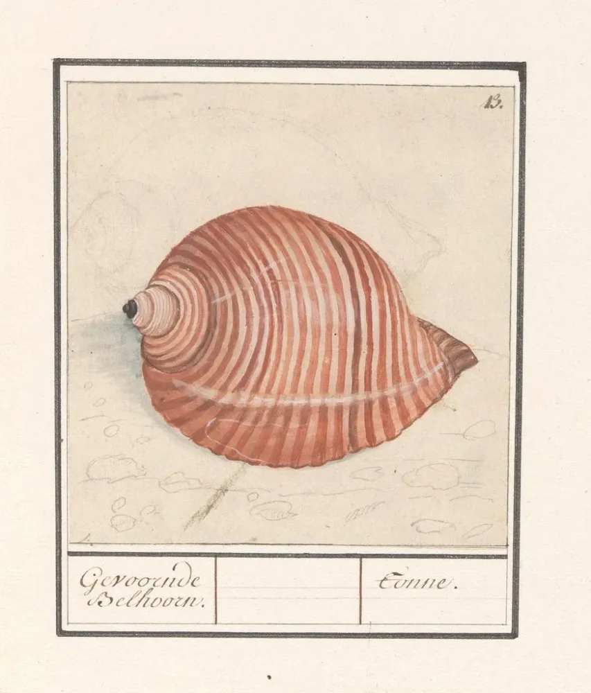 Maalaus Coquille d'un escargot de mer Gevoornde Belhoorn Tonne - Anselmus Botius de Boodt | Taidetuloste