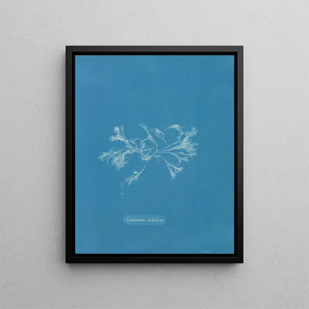 Maalaus Céramique ciliée - Anna Atkins | Taidetuloste