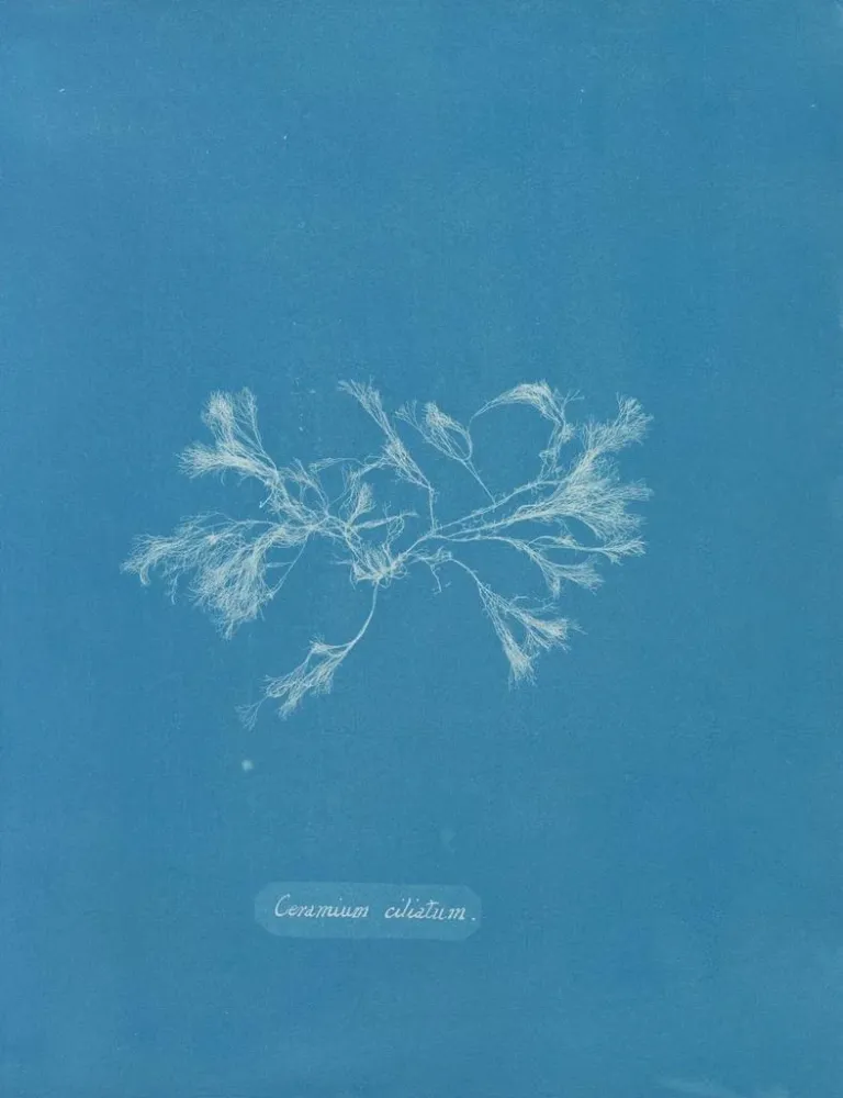 Maalaus Céramique ciliée - Anna Atkins | Taidetuloste