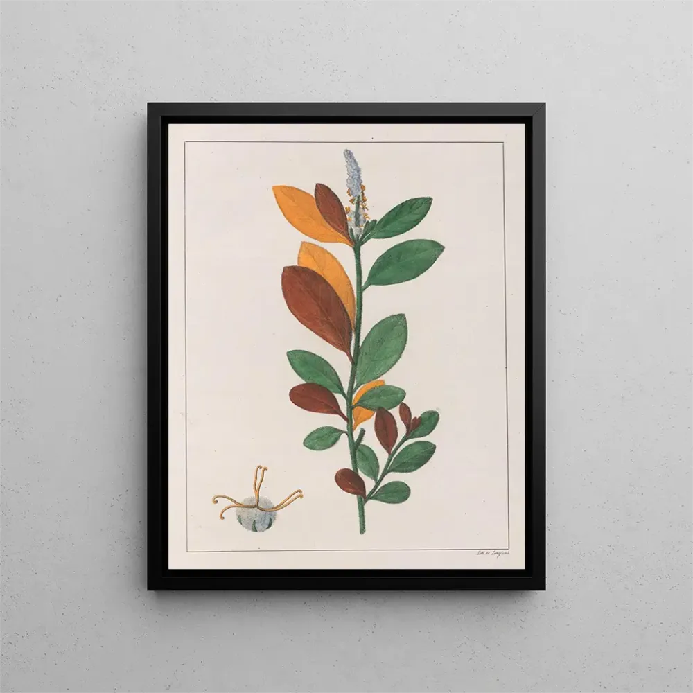 Maalaus Croton campestris - Auguste de Saint-Hilaire | Taidetuloste