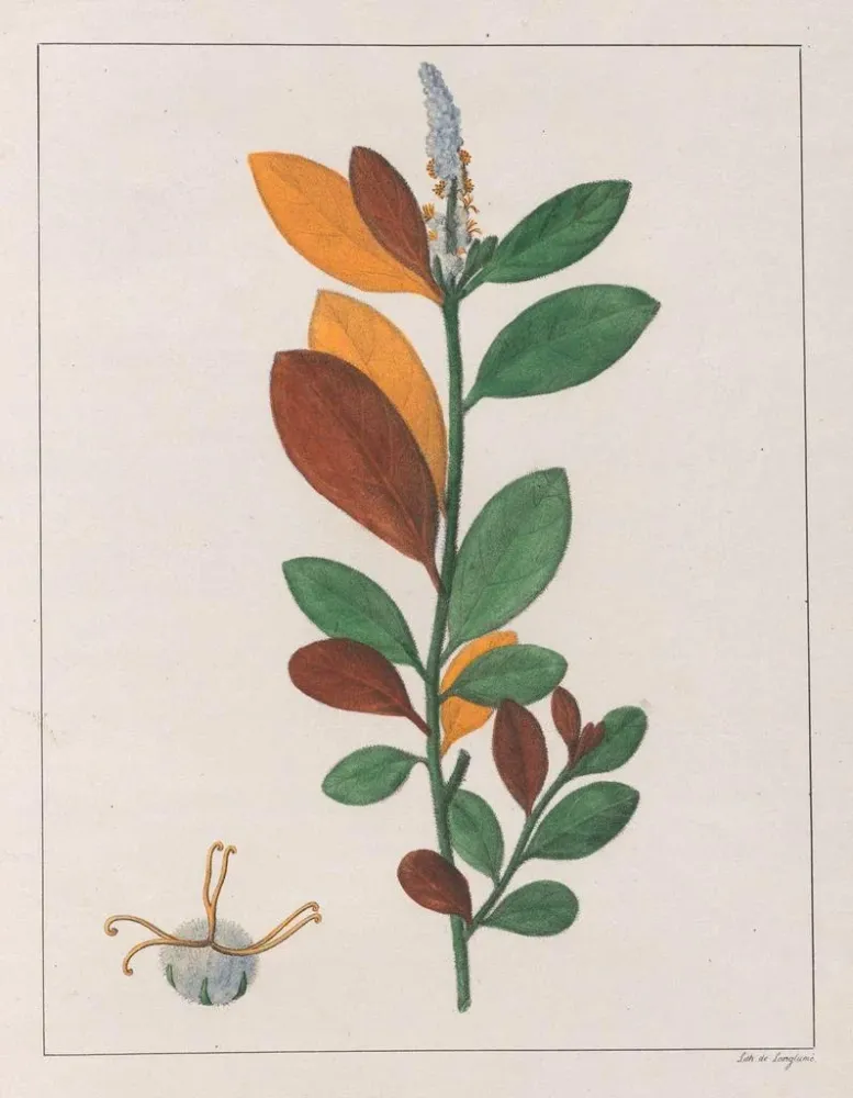 Maalaus Croton campestris - Auguste de Saint-Hilaire | Taidetuloste