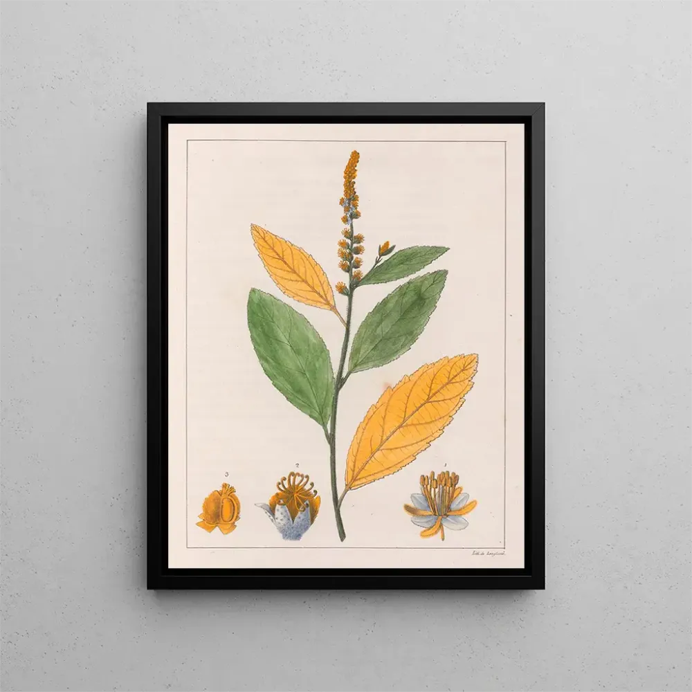 Maalaus Croton perdicipes - Auguste de Saint-Hilaire | Taidetuloste