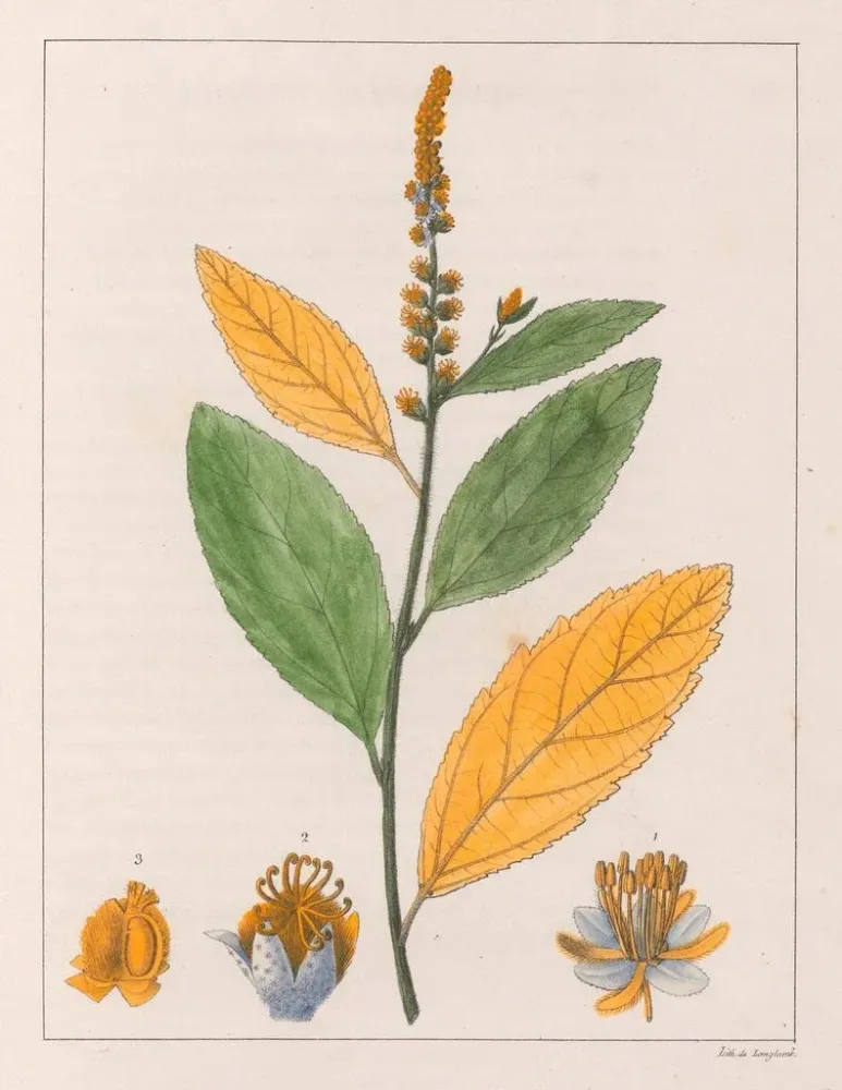 Maalaus Croton perdicipes - Auguste de Saint-Hilaire | Taidetuloste