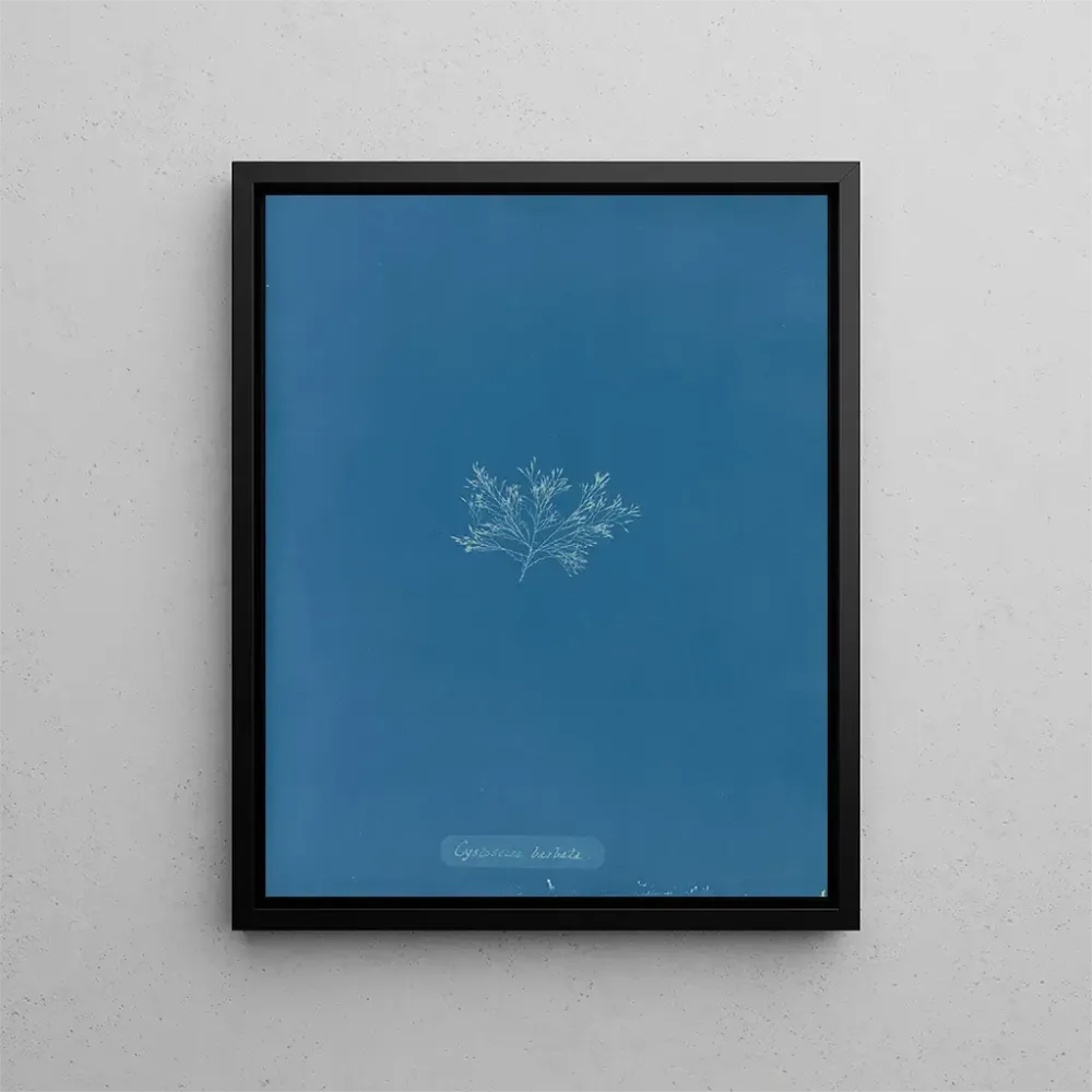 Maalaus Cystoseira barbata - Anna Atkins | Taidetuloste