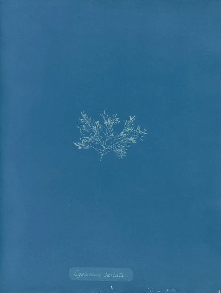 Maalaus Cystoseira barbata - Anna Atkins | Taidetuloste