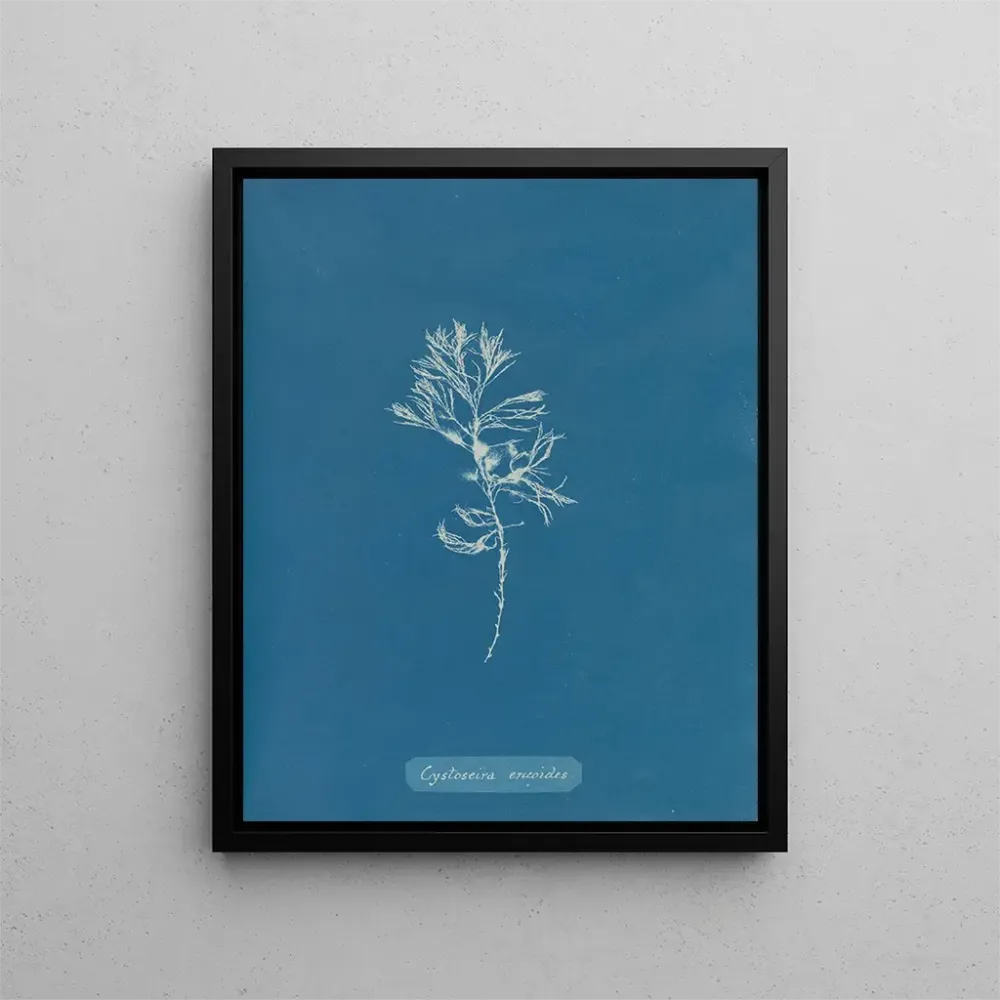 Maalaus Cystoseira ericoides - Anna Atkins | Taidetuloste