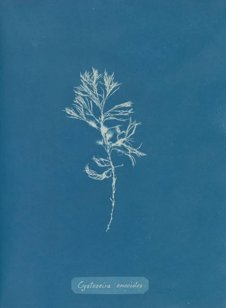 Maalaus Cystoseira ericoides - Anna Atkins | Taidetuloste