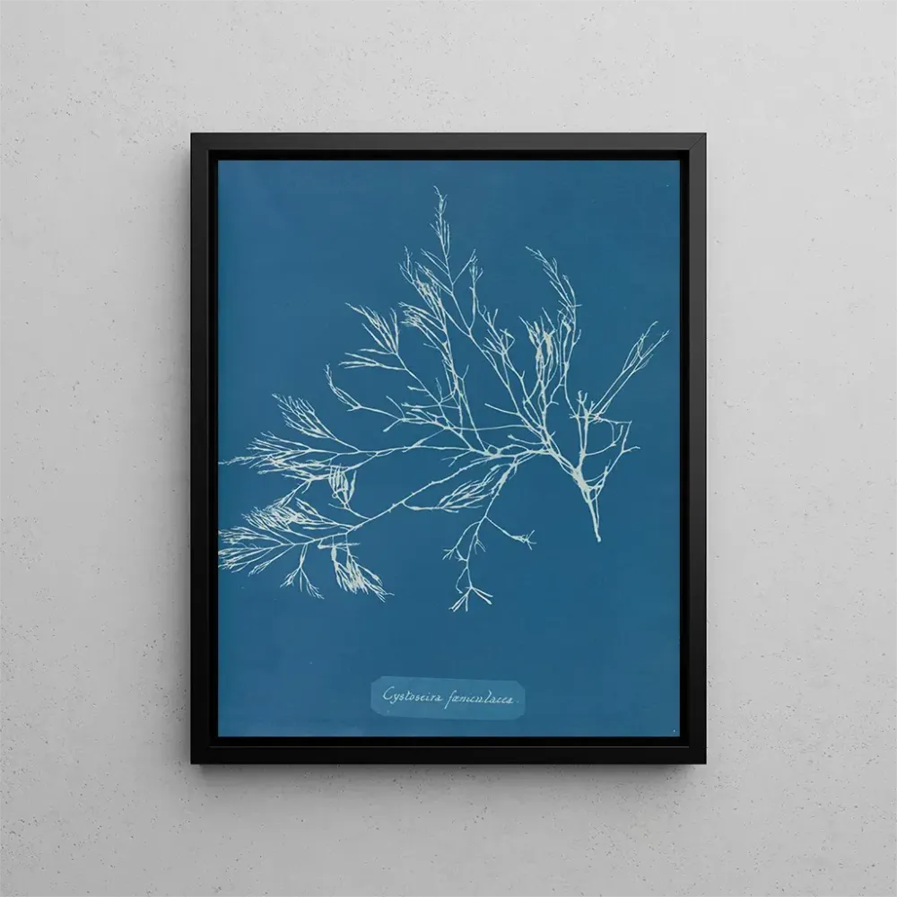 Maalaus Cystoseira foeniculacea - Anna Atkins | Taidetuloste