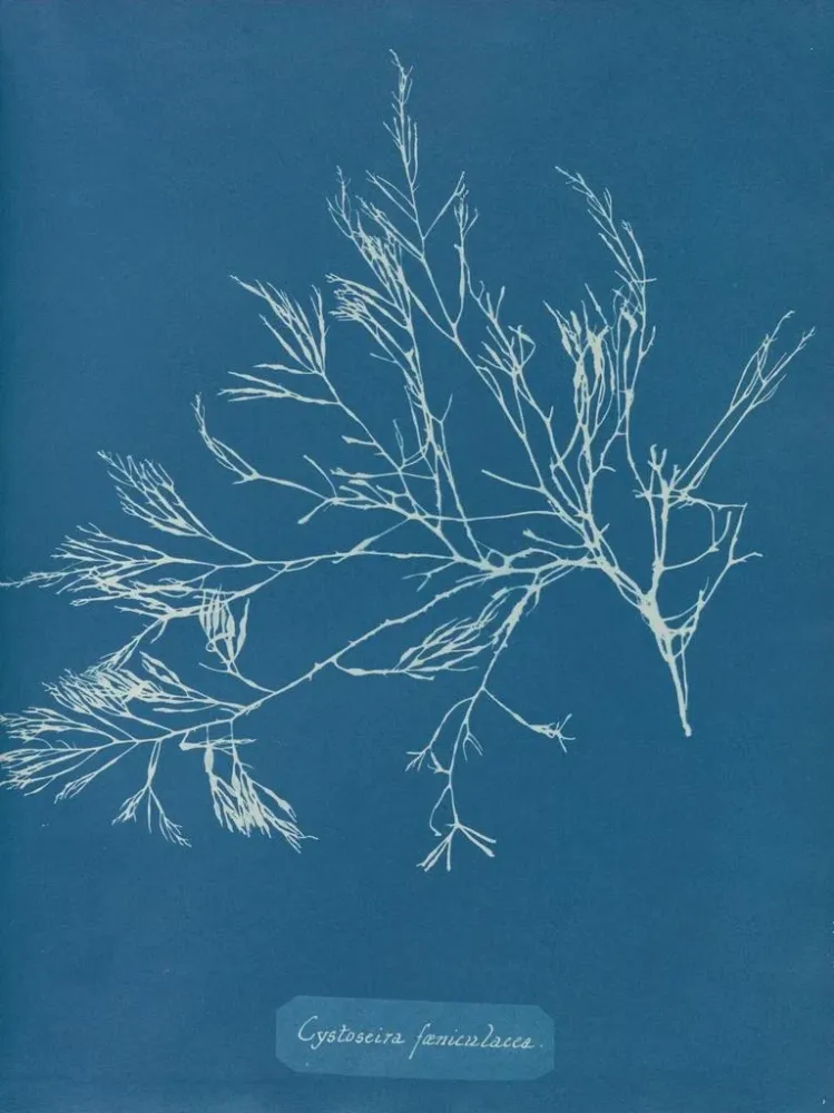Maalaus Cystoseira foeniculacea - Anna Atkins | Taidetuloste