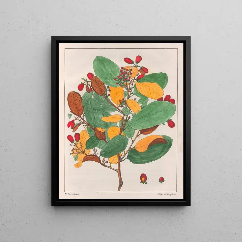 Maalaus Davilla elliptica - Auguste de Saint-Hilaire | Taidetuloste