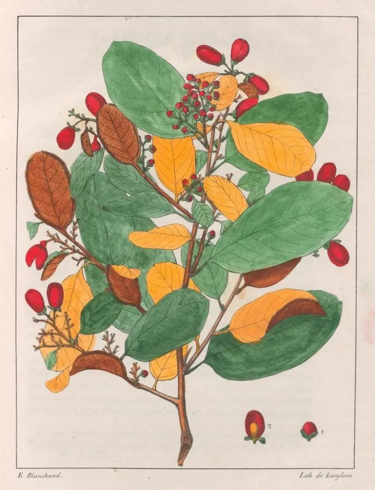 Maalaus Davilla elliptica - Auguste de Saint-Hilaire | Taidetuloste