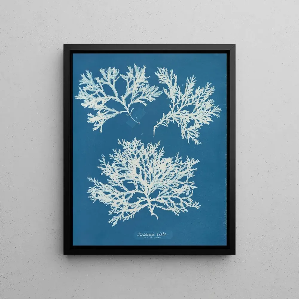 Maalaus Delesseria ailée - Anna Atkins | Taidetuloste