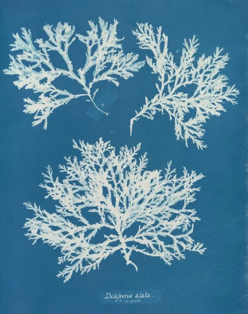 Maalaus Delesseria ailée - Anna Atkins | Taidetuloste