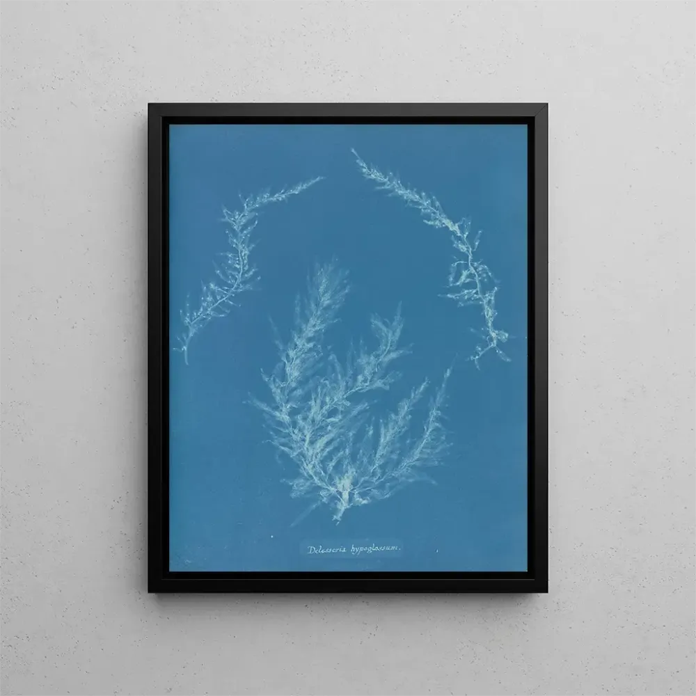 Maalaus Delesseria hypoglossum - Anna Atkins | Taidetuloste