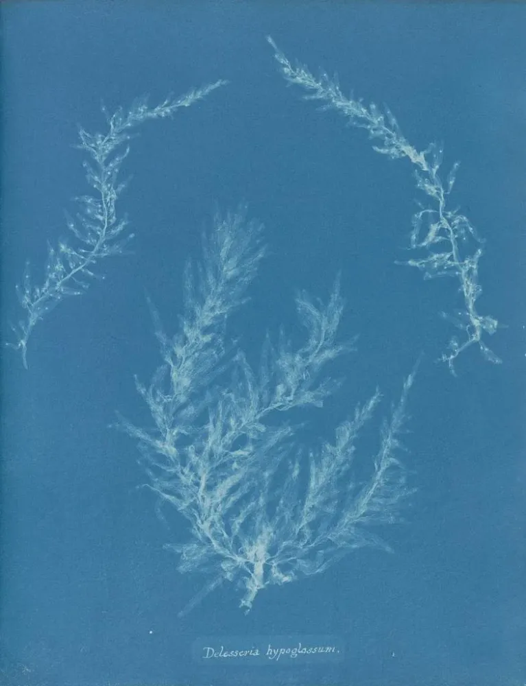 Maalaus Delesseria hypoglossum - Anna Atkins | Taidetuloste