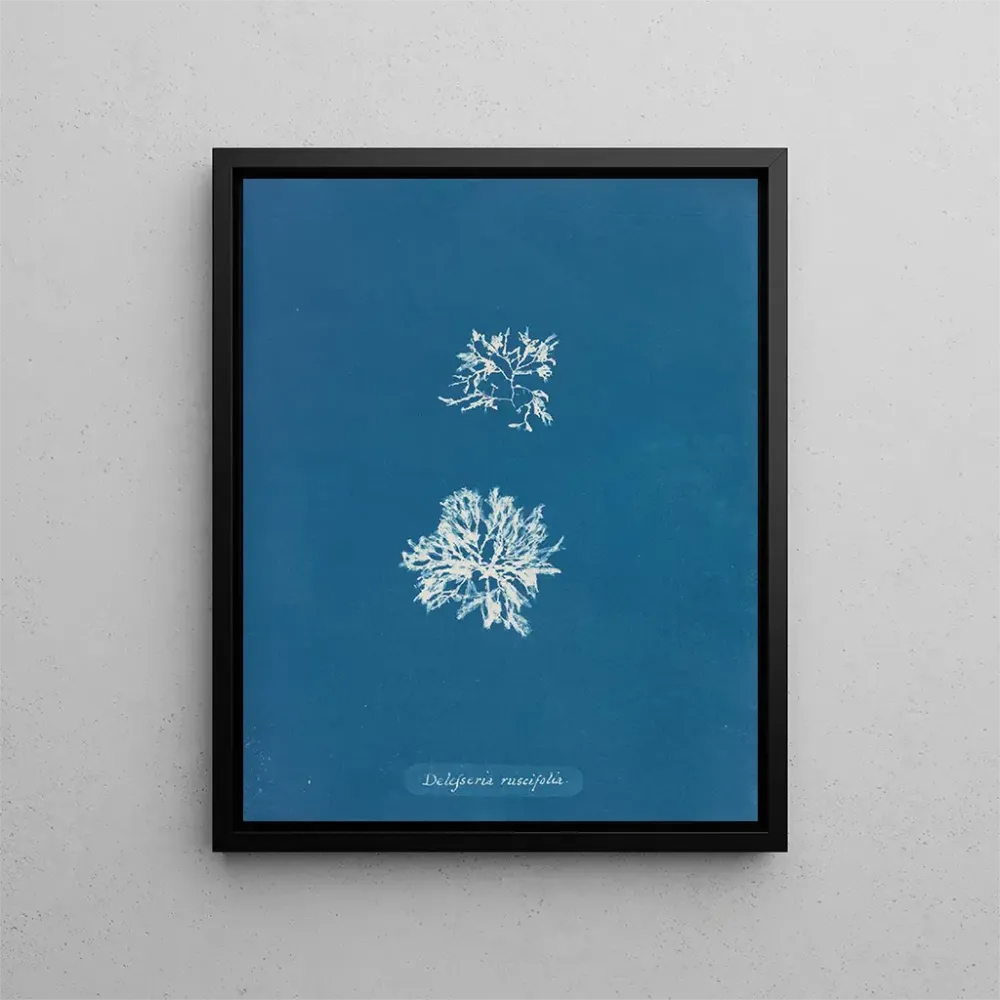 Maalaus Delesseria ruscifolia - Anna Atkins | Taidetuloste