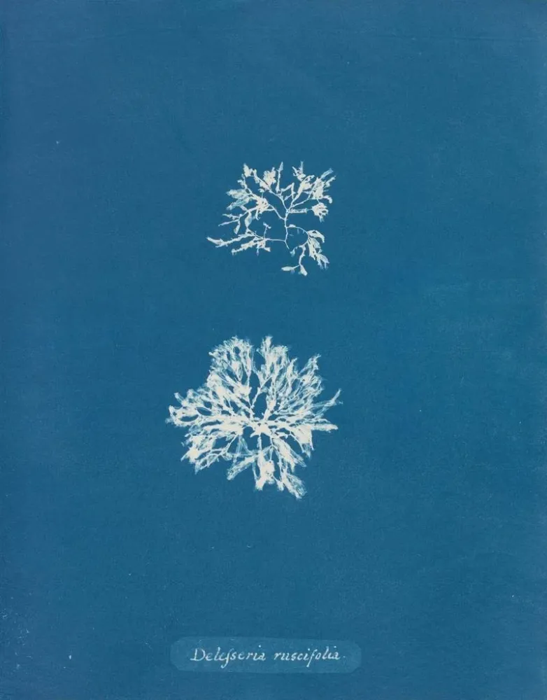 Maalaus Delesseria ruscifolia - Anna Atkins | Taidetuloste