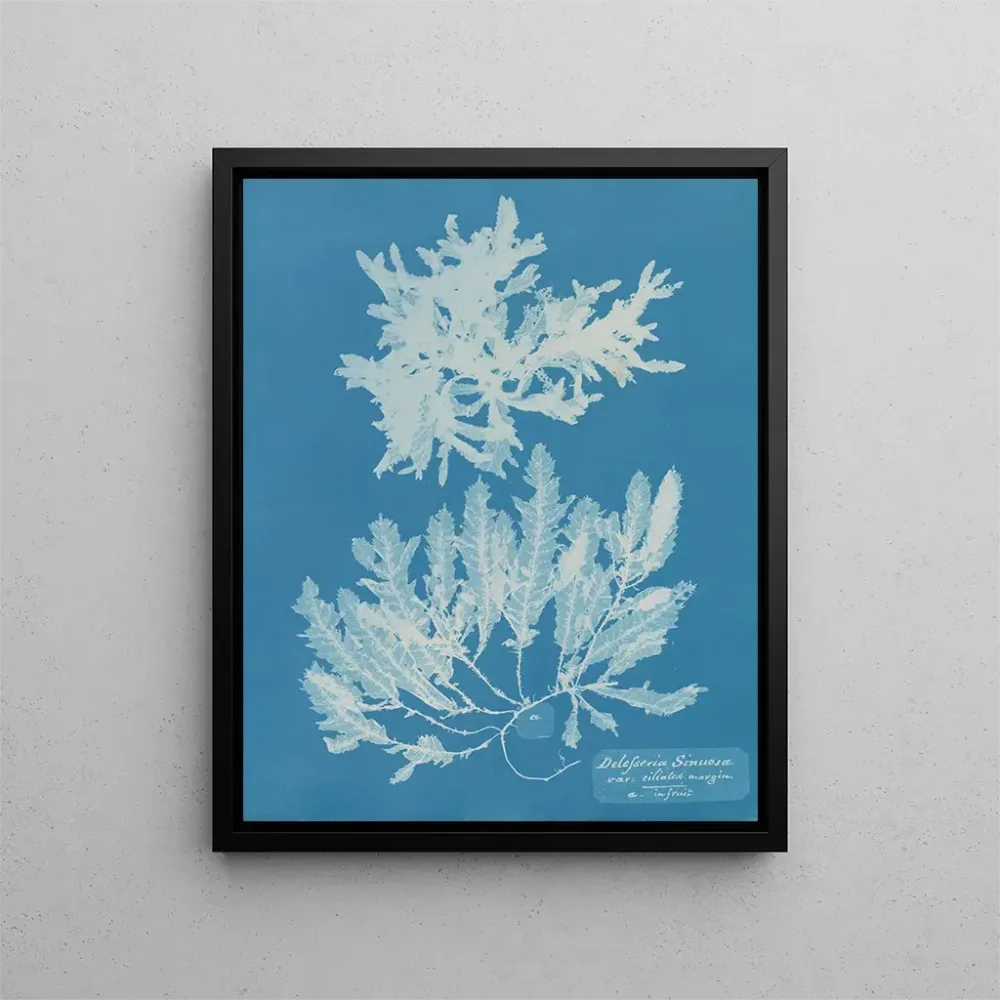 Maalaus Delesseria sinuosa marge ciliée du fruit - Anna Atkins | Taidetuloste