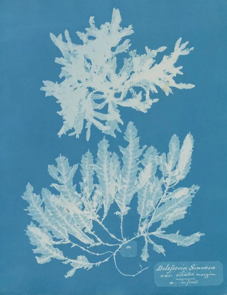 Maalaus Delesseria sinuosa marge ciliée du fruit - Anna Atkins | Taidetuloste
