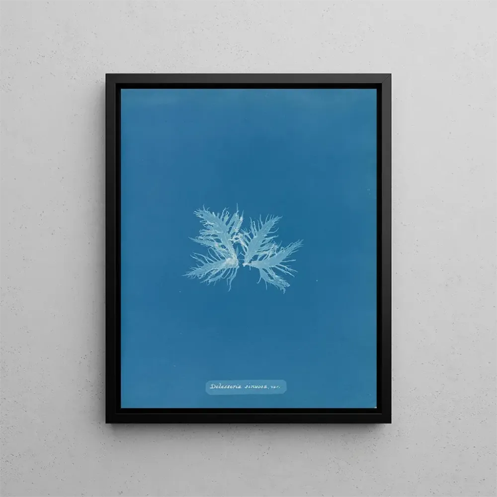 Maalaus Delesseria sinuosa var. - Anna Atkins | Taidetuloste