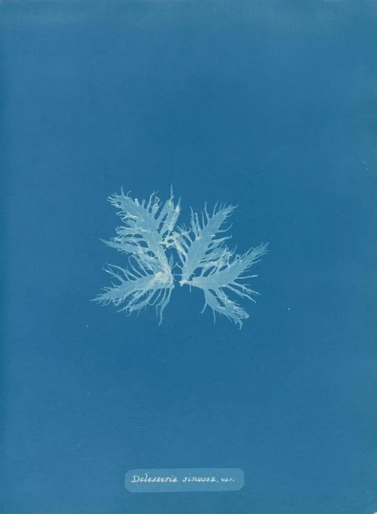 Maalaus Delesseria sinuosa var. - Anna Atkins | Taidetuloste