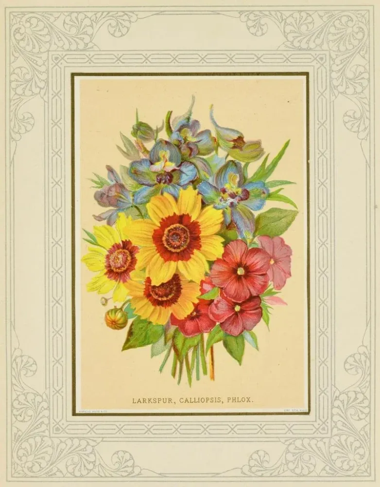 Maalaus Delphinium, calliopsis, phlox - Marcus Ward & Co. | Taidetuloste