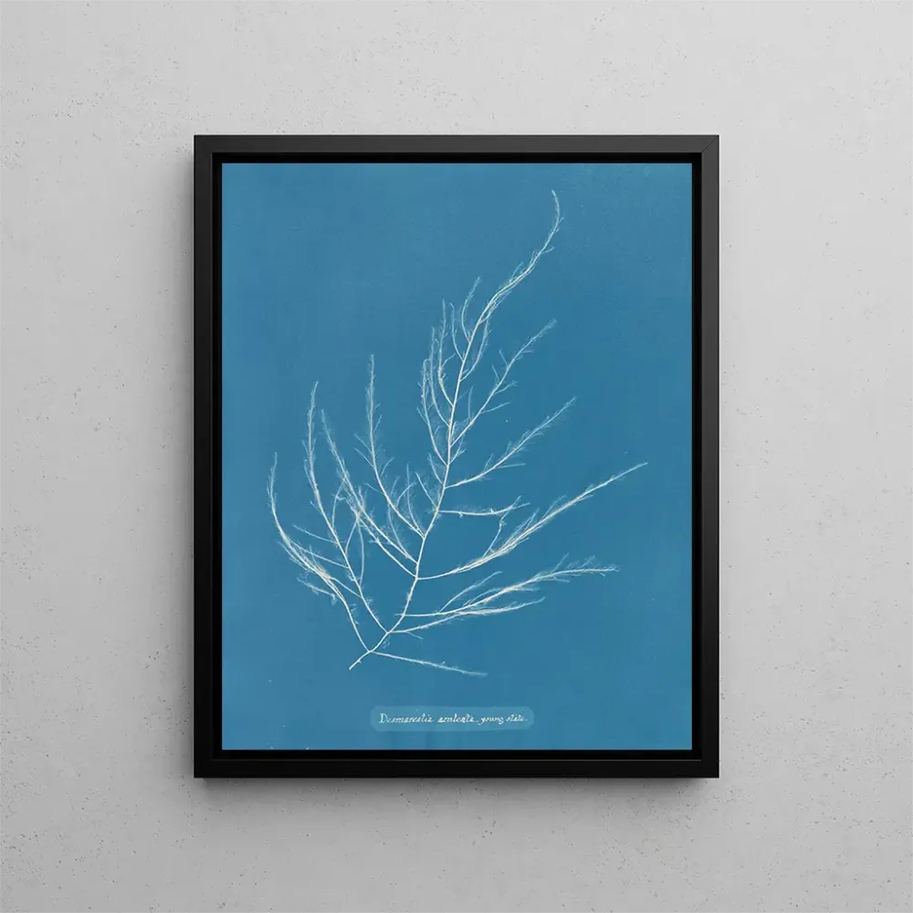 Maalaus Desmarestia aculeata nuori vaihe - Anna Atkins | Taidetuloste