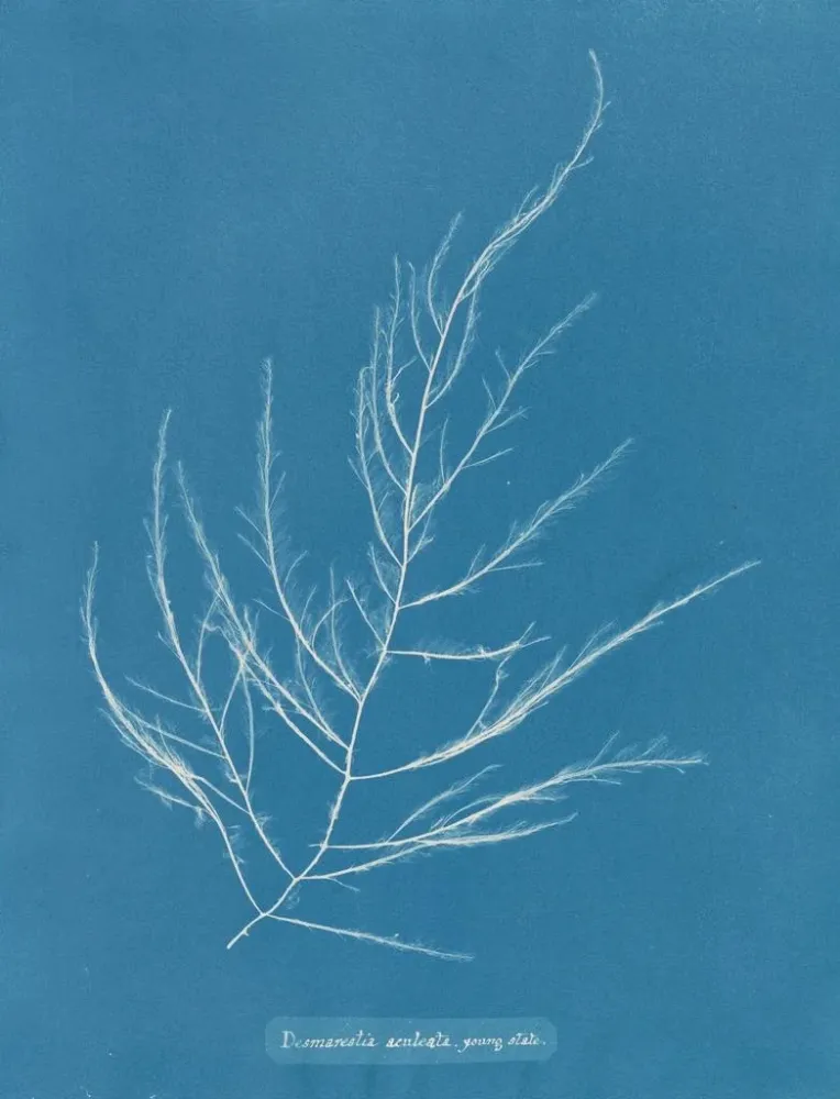 Maalaus Desmarestia aculeata nuori vaihe - Anna Atkins | Taidetuloste