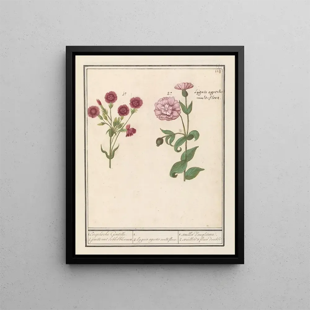 Maalaus Deux œillets Dianthus 1 Gentille anglaise 2 jenelles avec des fleurs en dés - Anselmus Botius de Boodt | Taidetuloste