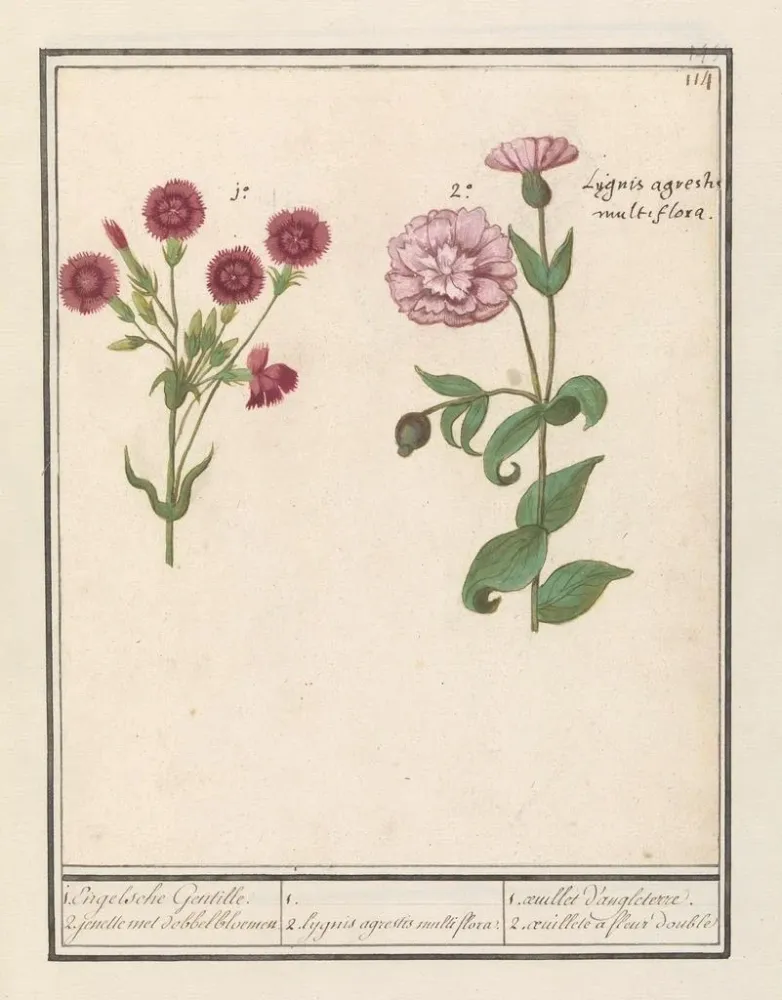 Maalaus Deux œillets Dianthus 1 Gentille anglaise 2 jenelles avec des fleurs en dés - Anselmus Botius de Boodt | Taidetuloste