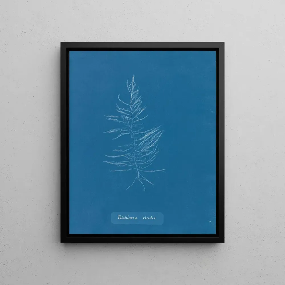 Maalaus Dichloria viridis - Anna Atkins | Taidetuloste