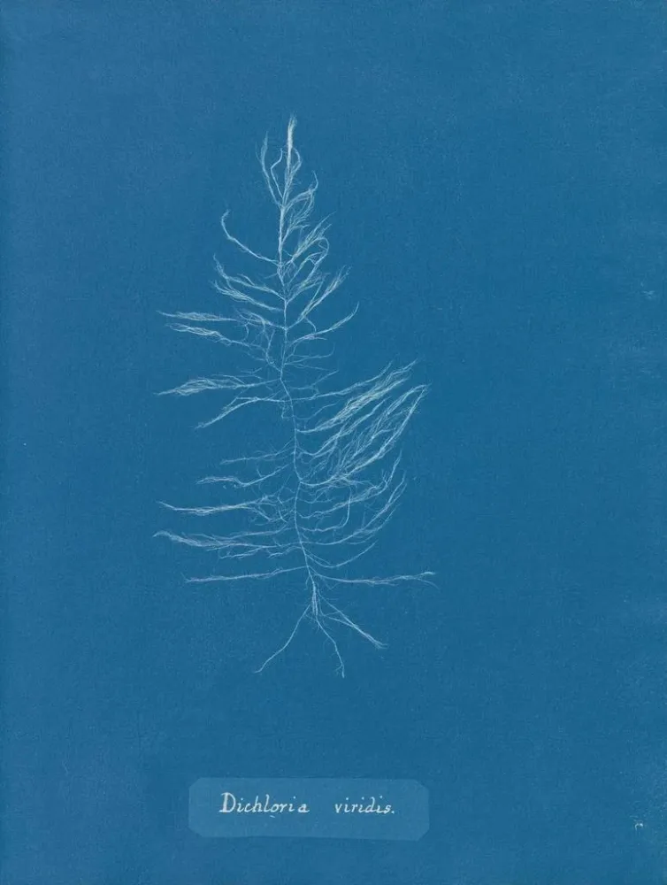 Maalaus Dichloria viridis - Anna Atkins | Taidetuloste