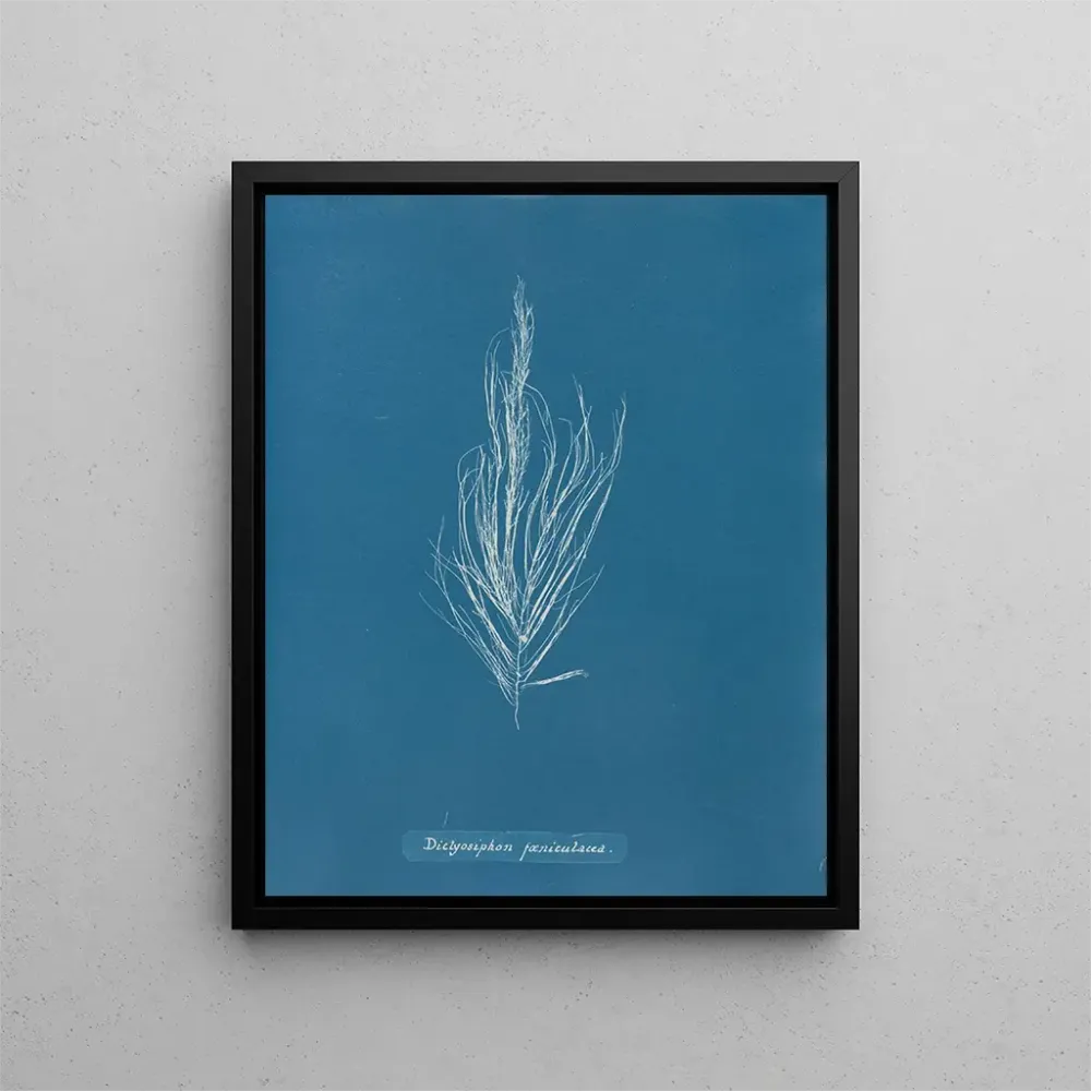Maalaus Dictyosiphon foeniculacea - Anna Atkins | Taidetuloste