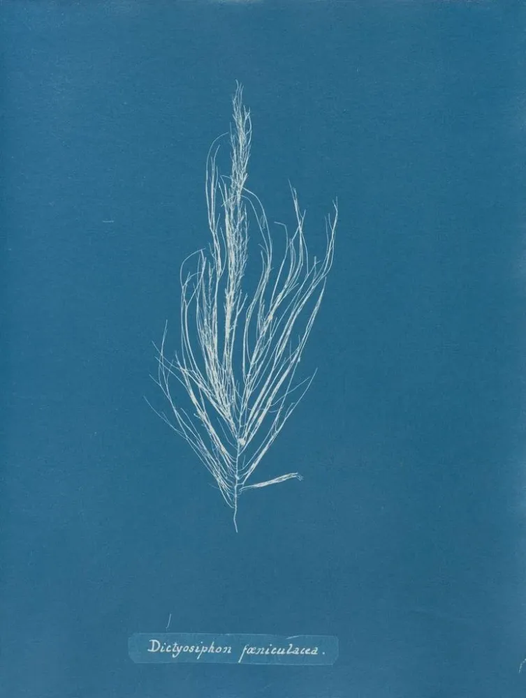 Maalaus Dictyosiphon foeniculacea - Anna Atkins | Taidetuloste