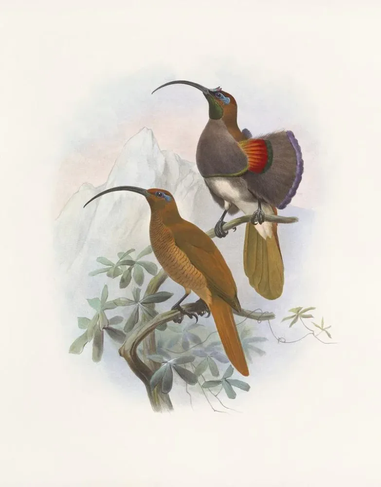 Maalaus Drepanornis Albertis - Daniel Giraud Elliot | Taidetuloste