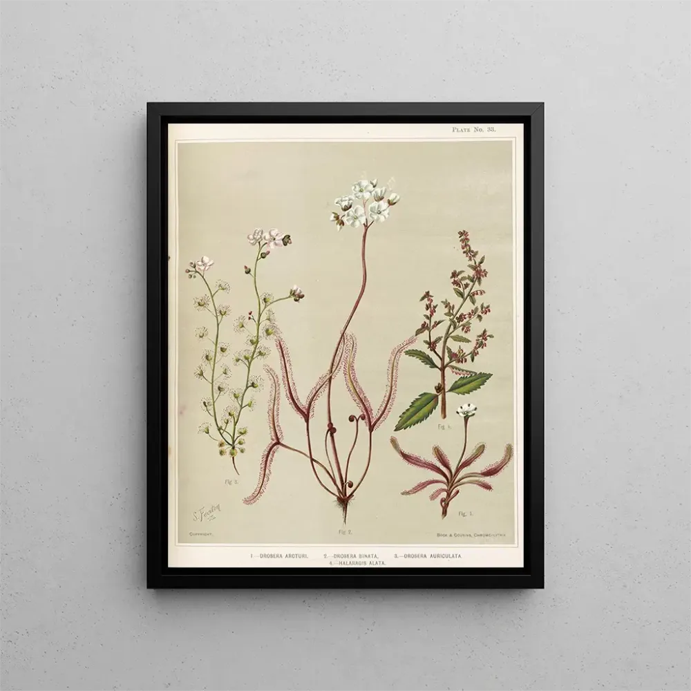 Maalaus 1 Drosera arcturi 2 Drosera binata 3 Drosera auriculata 4 Halaragis altata - Sarah Featon | Taidetuloste