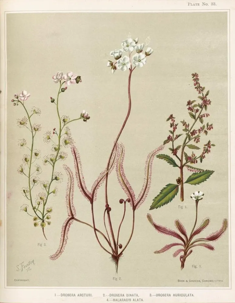 Maalaus 1 Drosera arcturi 2 Drosera binata 3 Drosera auriculata 4 Halaragis altata - Sarah Featon | Taidetuloste