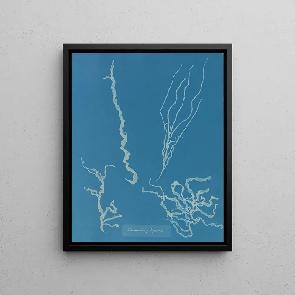 Maalaus Dumontia filiformis - Anna Atkins | Taidetuloste