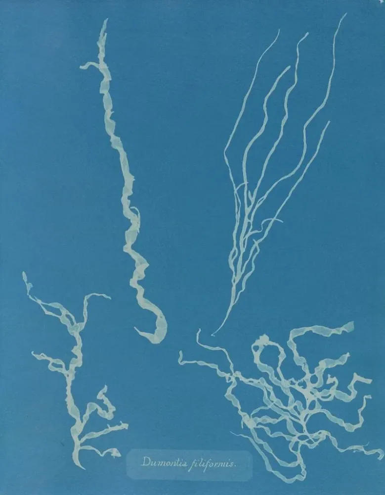 Maalaus Dumontia filiformis - Anna Atkins | Taidetuloste