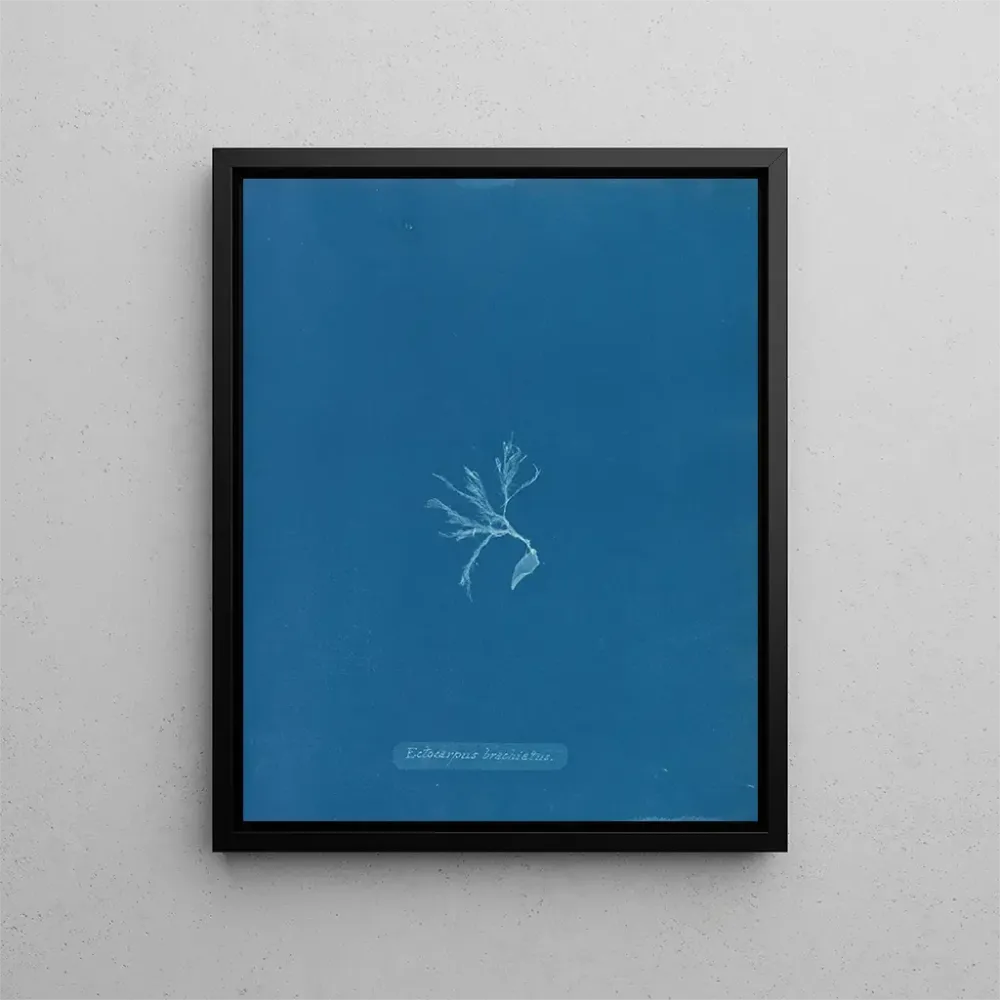 Maalaus Ectocarpus brachiatus - Anna Atkins | Taidetuloste